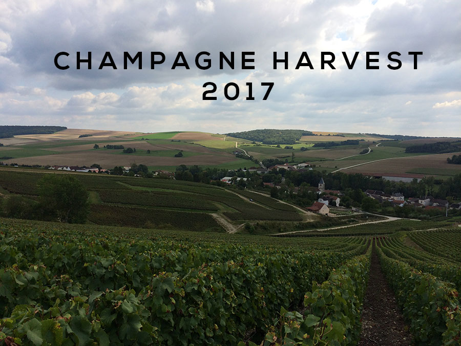 Champagne harvest 2017