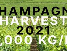 CHAMPAGNE HARVEST 2021 YIELD