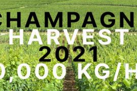 CHAMPAGNE HARVEST 2021 YIELD