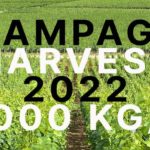 Champagne Yield for 2022 harvest Set at 12,000 kg/ha (highest in 15 years)