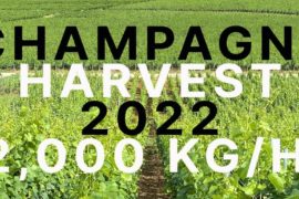 CHAMPAGNE HARVEST YIELD 2022