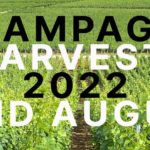 Champagne 2022 Harvest to Start on 22nd August